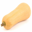 Butternut Squash