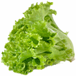 Green Leaf Lettuce