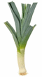 Leek